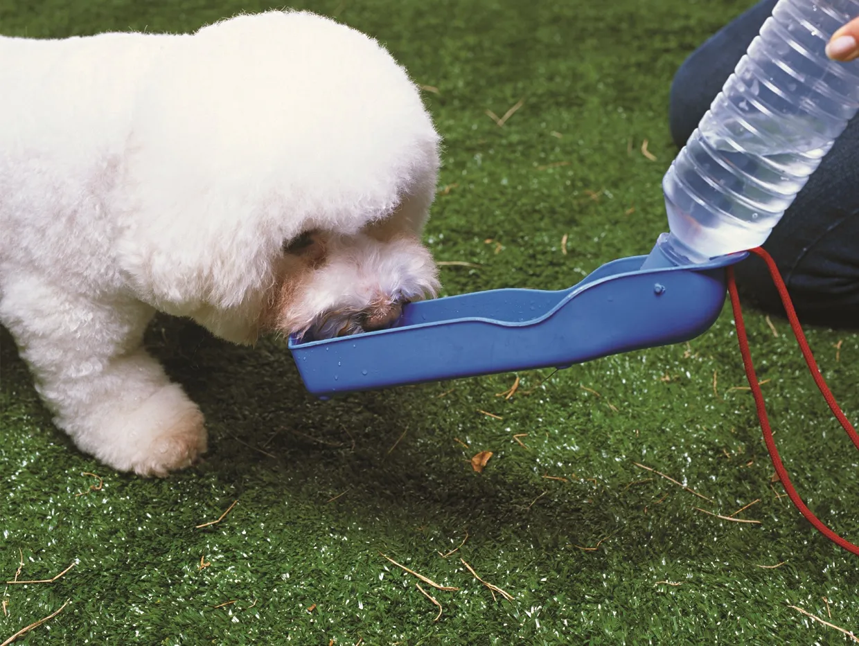 Imagem ilustrativa de Bebedouro para cachorro