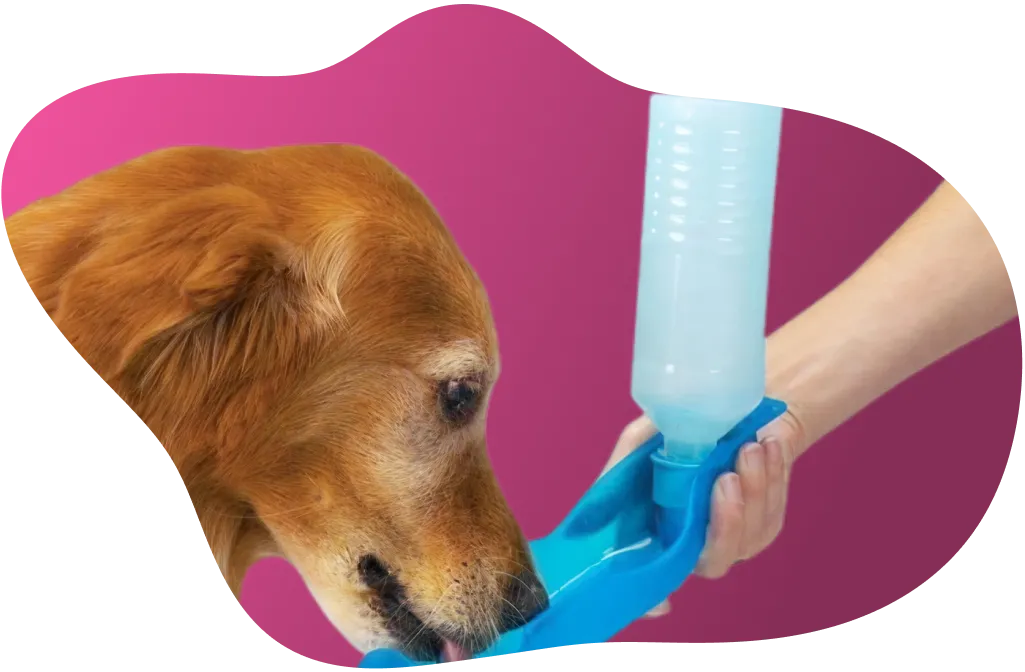 Cão usando produto da pettdrink